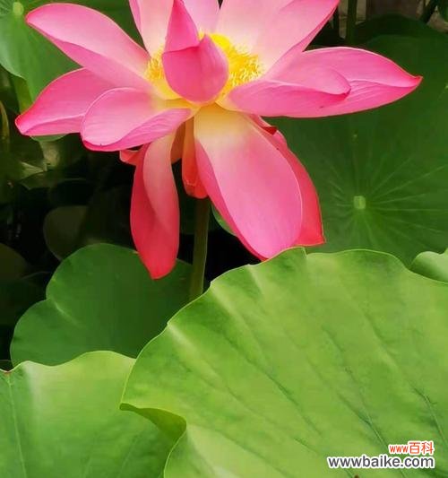 以夜来香代表自信的力量 自信之花