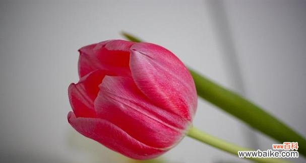 以夜来香代表自信的力量 自信之花