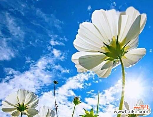 以夜来香代表自信的力量 自信之花