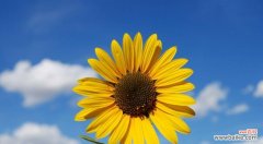 百合——自爱的象征 用百合的花语讲述爱自己的故事