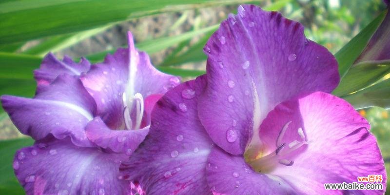 以菊花为主题的成功花语 花开成功路