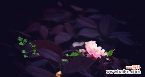 百合花 以百合花的花语为主题的文章