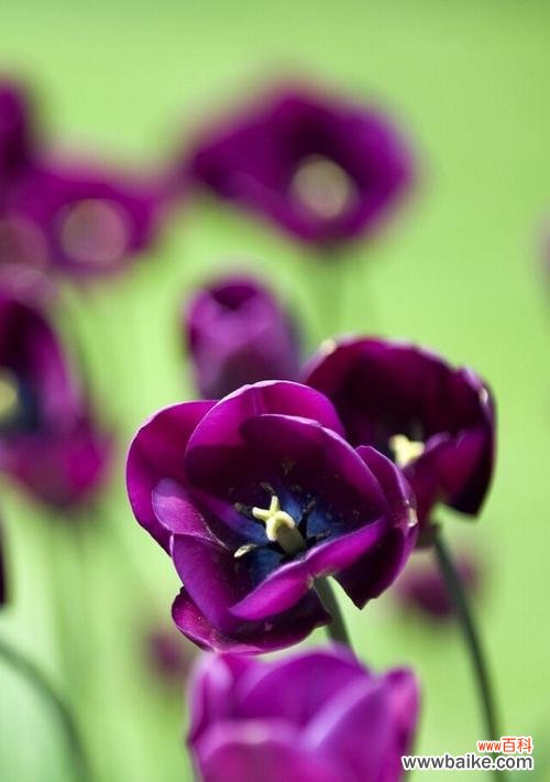 探索紫色玫瑰花语的吉凶寓意与文化背景 揭秘花语中不好的象征-紫色玫瑰花