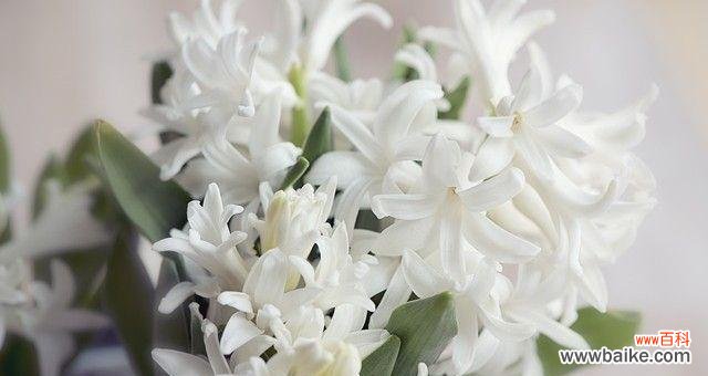 以雪莲花为例 冰冷花语的探索