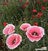 探索寂寞花的内心世界 寂寞花的沉默世界