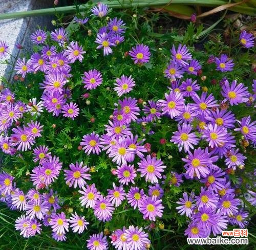 以瑞丽向阳花为主题 灿烂花语——瑞丽向阳花