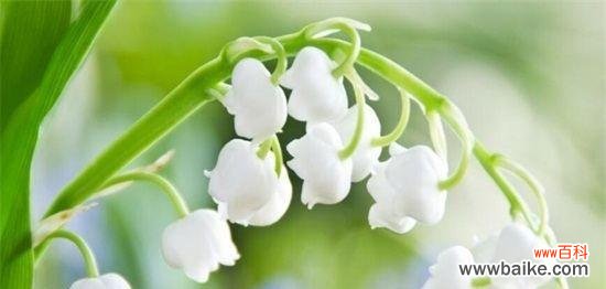 以瑞丽向阳花为主题 灿烂花语——瑞丽向阳花