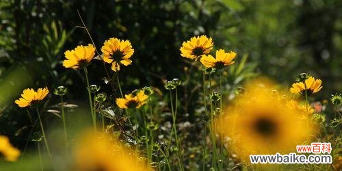 以瑞丽向阳花为主题 灿烂花语——瑞丽向阳花