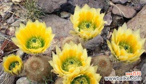 玫瑰花的花语与残忍的故事 残忍之花