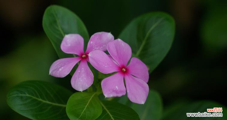 百合花 错过的花语——以百合花为例