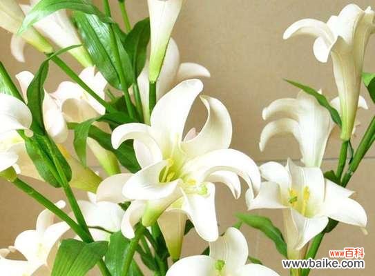 探索百合花的纯洁之美及其传达的纯洁花语 以百合花为主题的纯洁花语