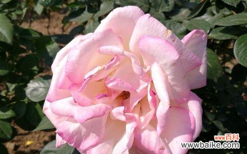 揭开初恋花语的神秘面纱 初恋如花开，缱绻情长