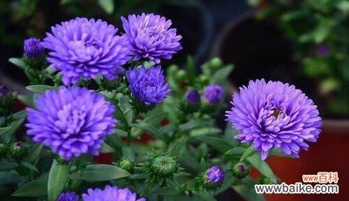 以康乃馨为花语 宠爱如花，璀璨心意