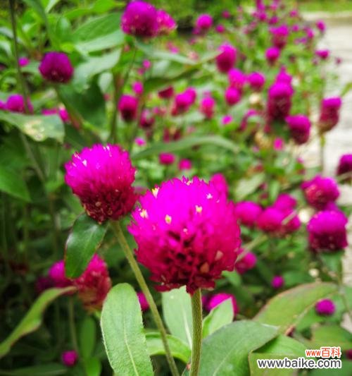 以康乃馨为花语 宠爱如花，璀璨心意