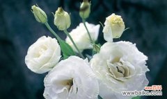 用花语传递诚信的力量 以百合花的花语为主题的诚信文章