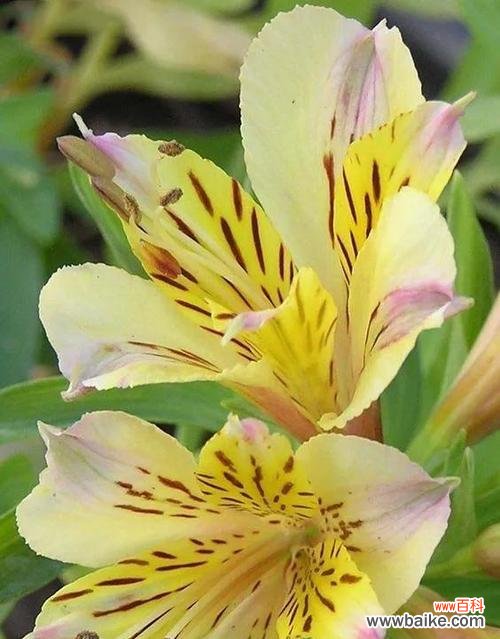 探索郁金香花语与友情的深度关联 友情之花——以郁金香为代表的花语