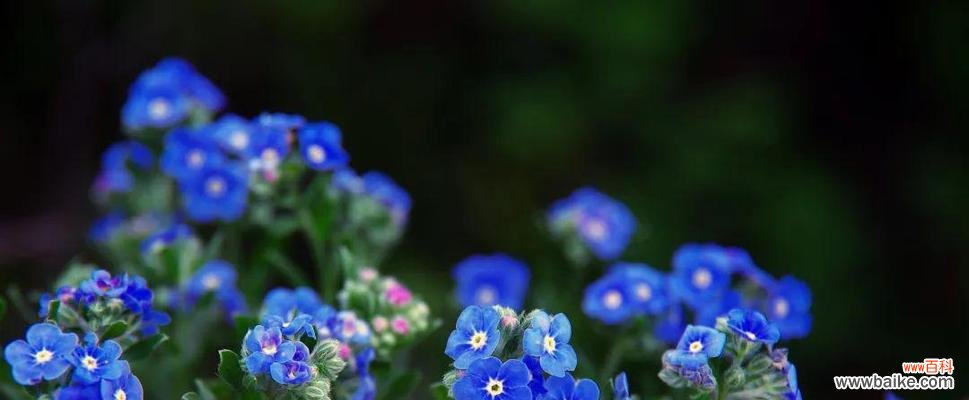 玫瑰花的花语和象征意义 单身之花