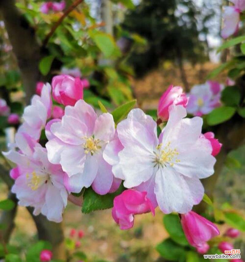 揭秘单恋者心声 单恋花语浅析