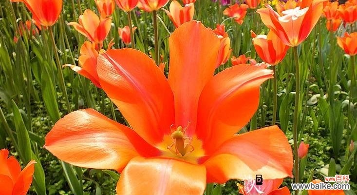 寓意纯洁 单纯美好——白色玫瑰花语