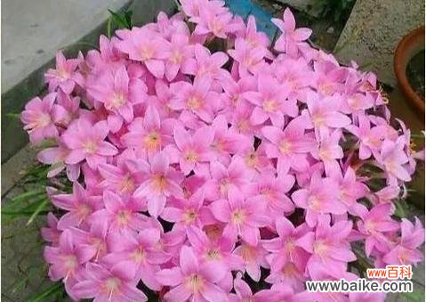 寓意纯洁 单纯美好——白色玫瑰花语