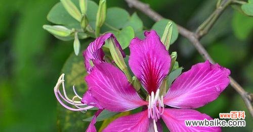 寓意纯洁 单纯美好——白色玫瑰花语