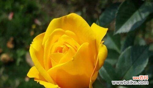 探寻白百合花语的深层内涵 单纯之美