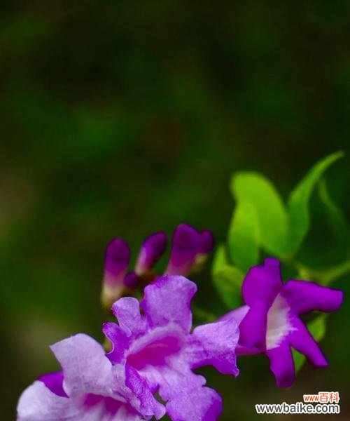 等你 以白玫瑰花的花语为主题的文章