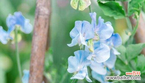 白玫瑰 思念之花