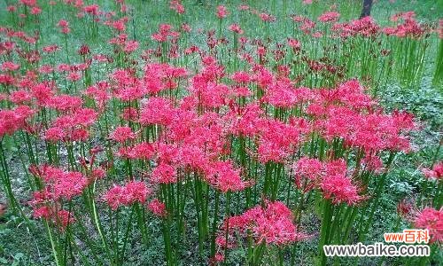 绽放夜空的神秘之花 曼珠沙华