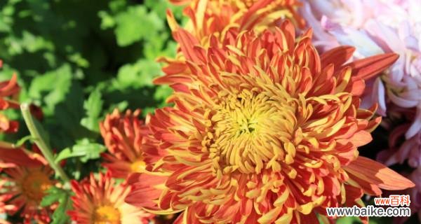 揭秘菊花的深层寓意与在风水中的象征作用 菊花的寓意与象征风水