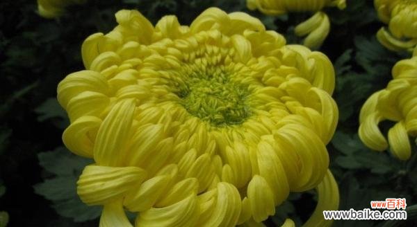 揭秘菊花的深层寓意与在风水中的象征作用 菊花的寓意与象征风水