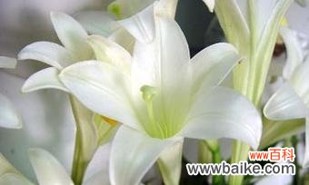 优雅高贵的白百合花 白百合花的花语和寓意