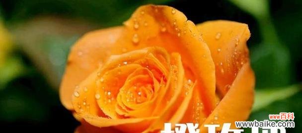 以玫瑰花的花语为线索 等我，让爱成为永恒的诺言