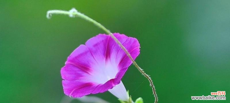 以百合花为主题的思恋与期待 等你回来，花语传情