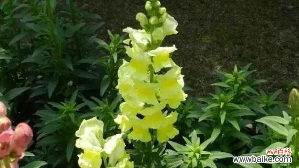 以百合花为主题的思恋与期待 等你回来，花语传情