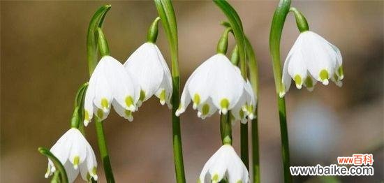 薔薇的花语意味着爱情不再 放弃爱你的花语——薔薇的忍耐