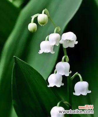 薔薇的花语意味着爱情不再 放弃爱你的花语——薔薇的忍耐