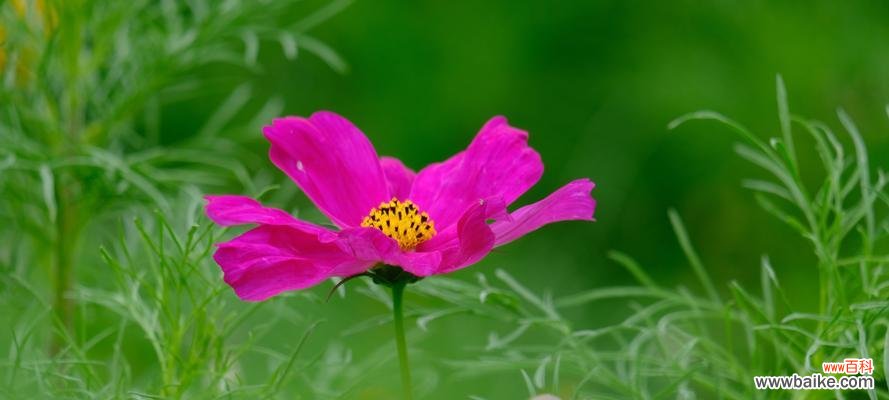 探秘花海中的爱情密码——以什么花的花语是多情 花语多情,解读这些花儿的深情