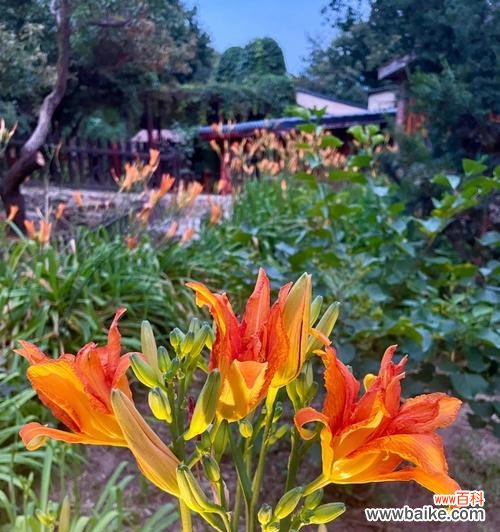 菊花-过往 用菊花表达放下过往的花语