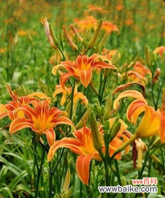 牵牛花花语与放下过去的关联 以牵牛花为主题的放下过去之旅