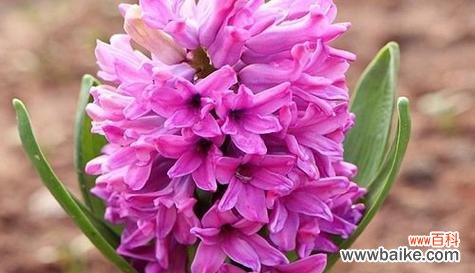 燃烧心灵的热情 狂野之花——红玫瑰的花语