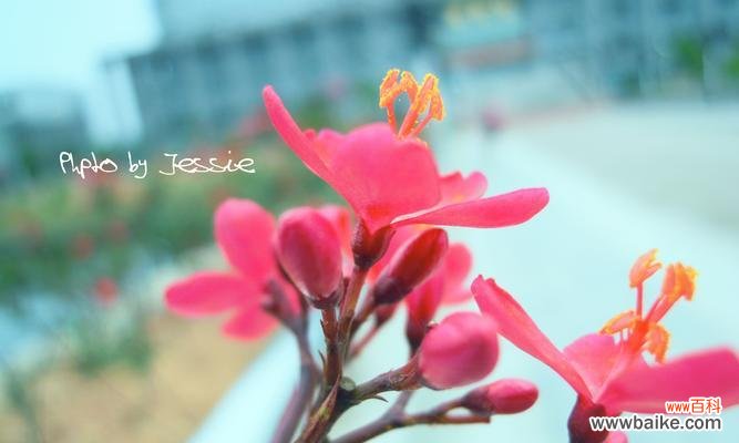 薰衣草 以薰衣草的花语为主题的放松之旅