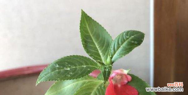 探寻百合花的奉献精神及花语含义 以百合花为主题的奉献之花语