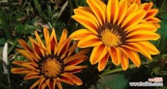 以奋斗为主题的康乃馨花语传递着积极向上的力量 奋斗之花——康乃馨的花语