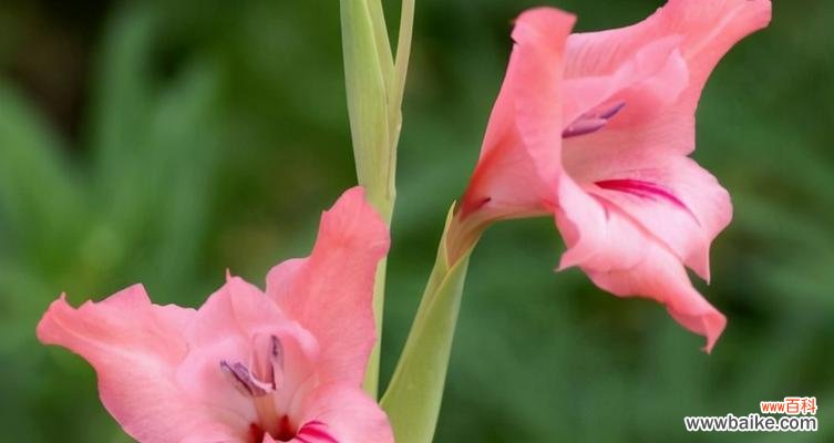 用杜鹃花诠释父亲深沉的爱 父爱如山，以杜鹃花为象征的父亲花语