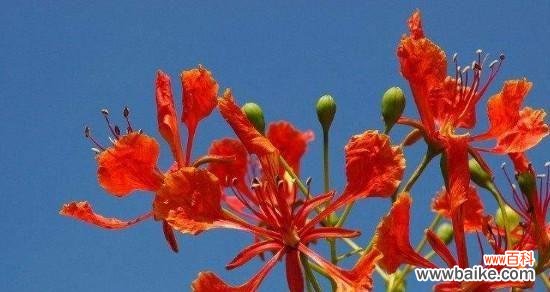 玫瑰花语-情感复合的象征 以玫瑰花的花语为主题的文章