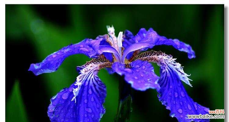 揭开红玫瑰背后的复仇主题 复仇之花