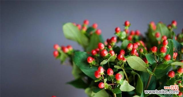 揭开红玫瑰背后的复仇主题 复仇之花