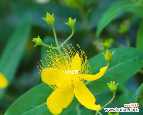 揭开红玫瑰背后的复仇主题 复仇之花