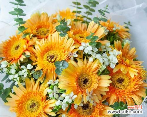 表达感激之情 感谢之花-康乃馨的花语